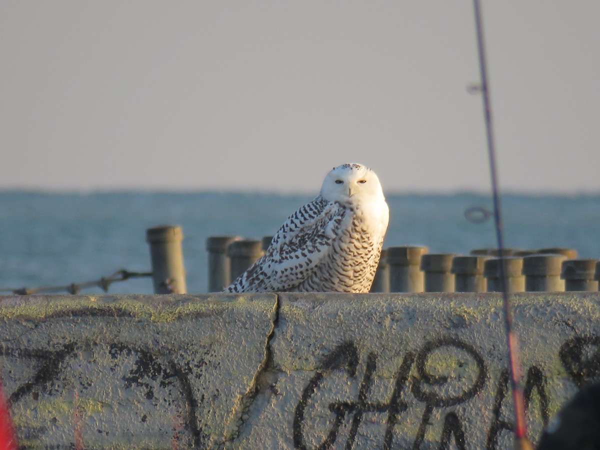 Snowy Owl - Jennifer Rycenga