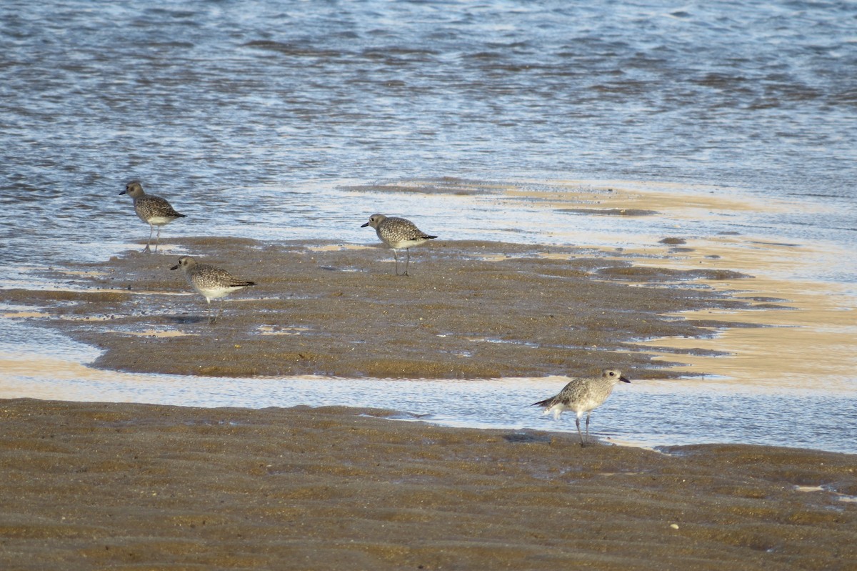 Black-bellied Plover - ML76127411