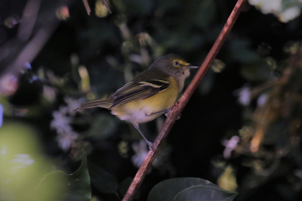 White-eyed Vireo - ML76129271