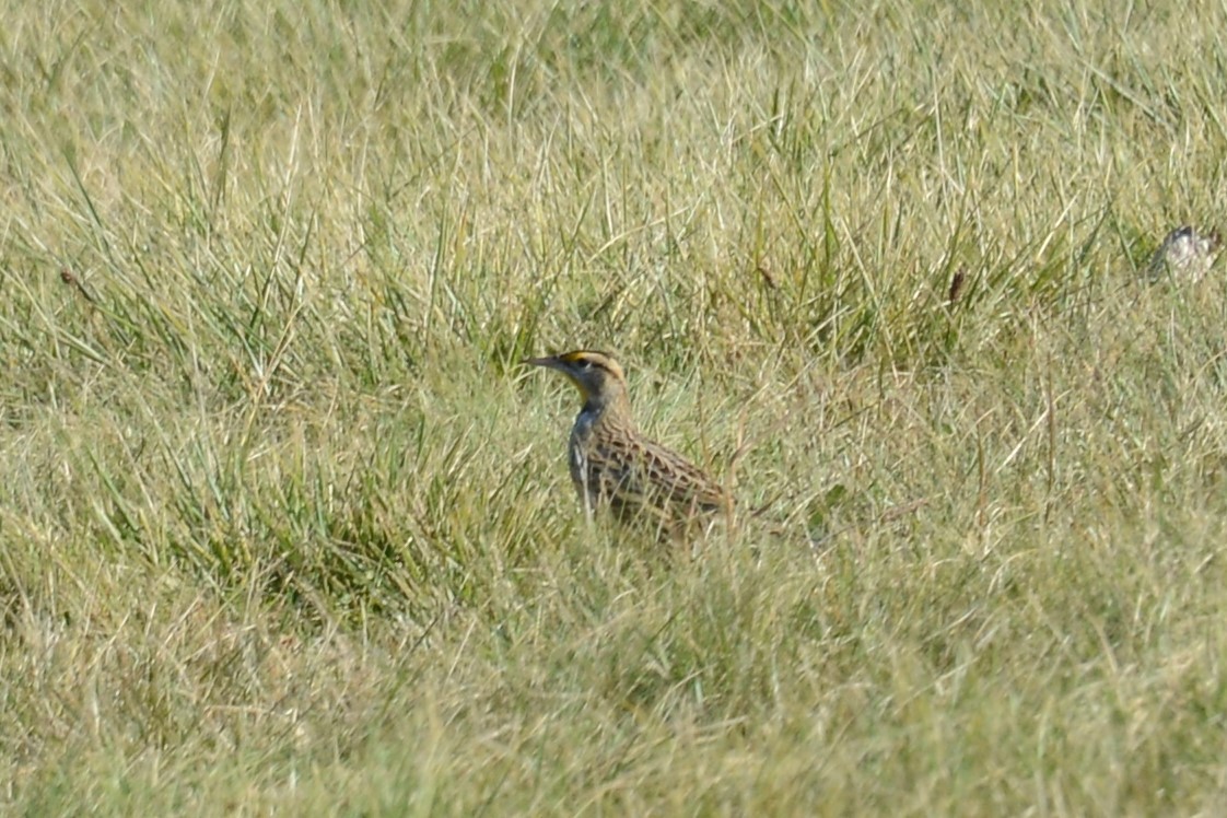 Eastern Meadowlark - ML76131731