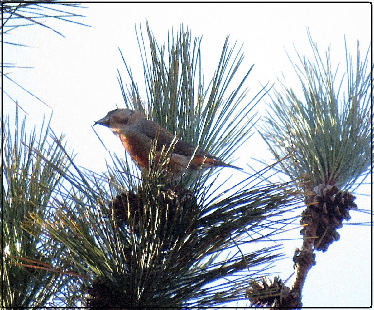 Red Crossbill - karen bonnell