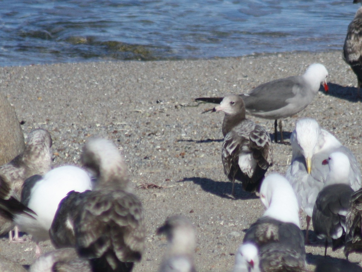 Black-tailed Gull - ML76134251