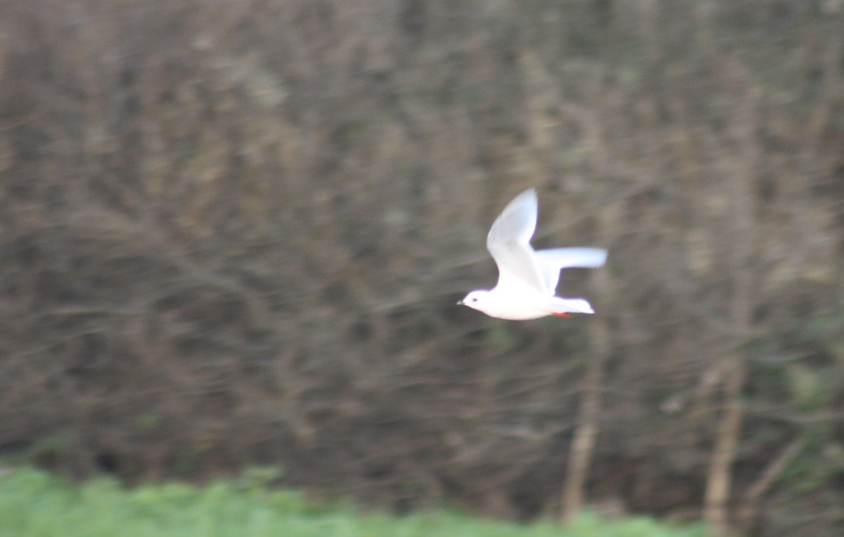 Ross's Gull - ML76134381