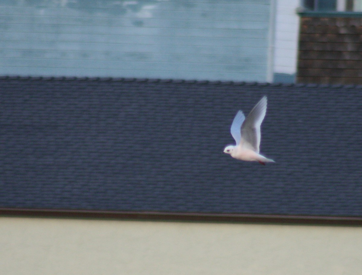 Ross's Gull - ML76134391