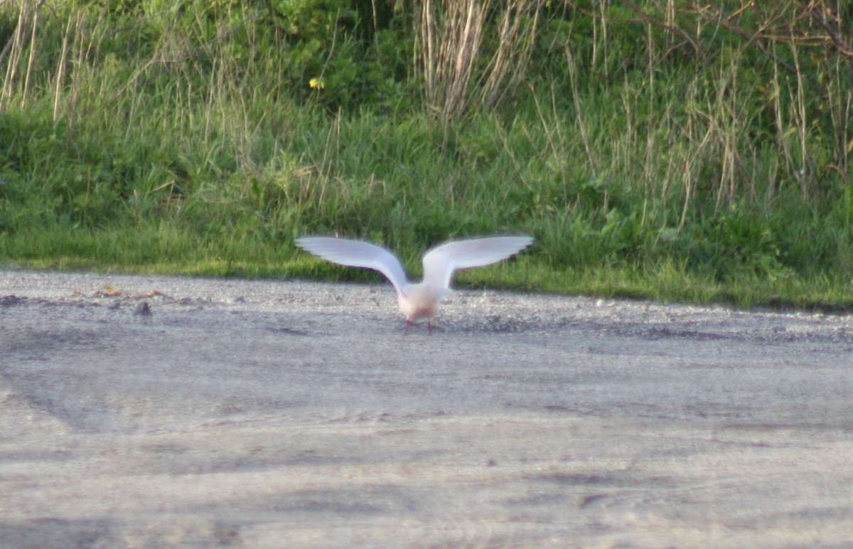 Gaviota Rosada - ML76134491