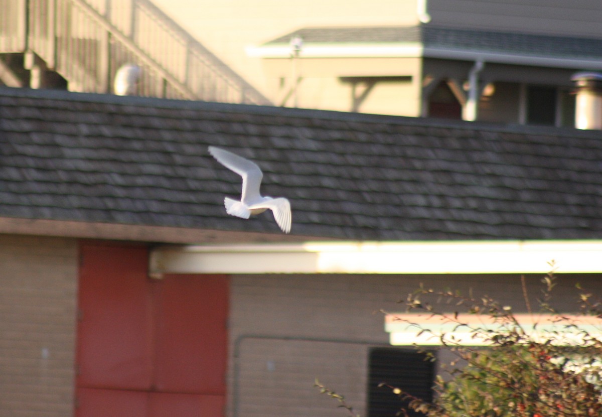 Ross's Gull - ML76134541