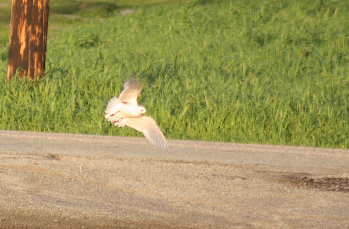 Gaviota Rosada - ML76134611