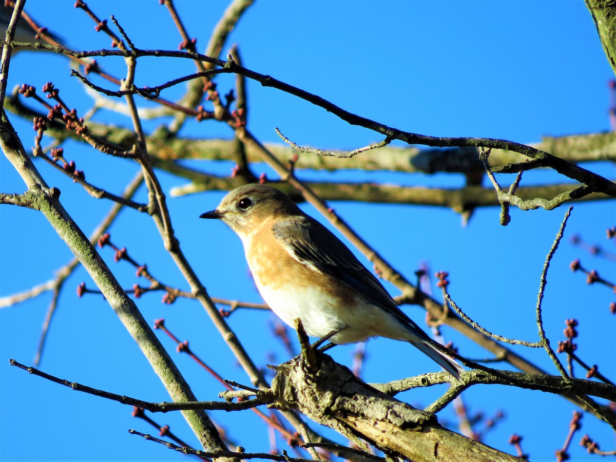 Eastern Bluebird - ML76135231