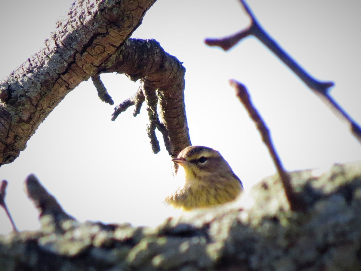 Пісняр-лісовик рудоголовий - ML76135831