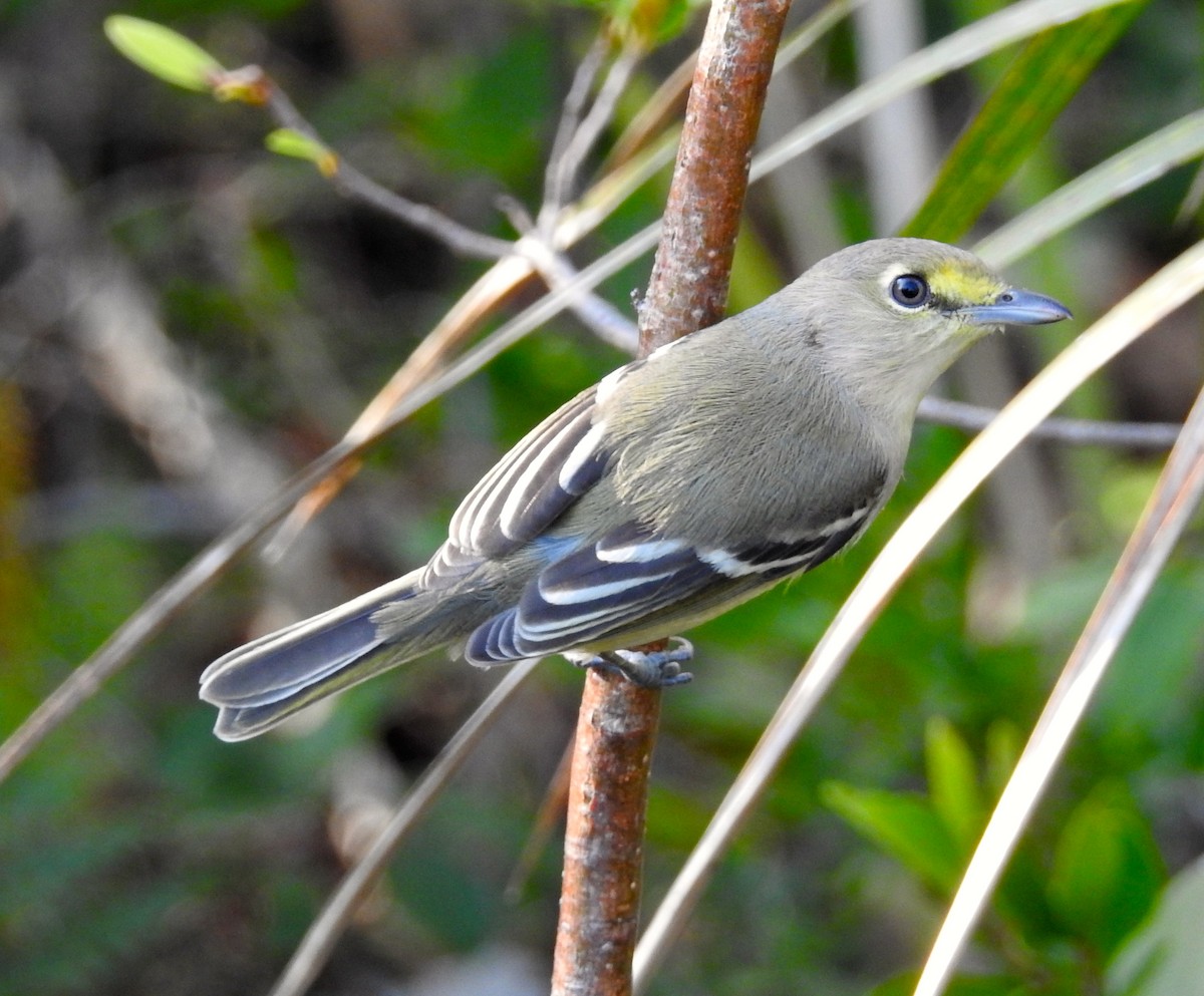 Thick-billed Vireo - Erika Gates