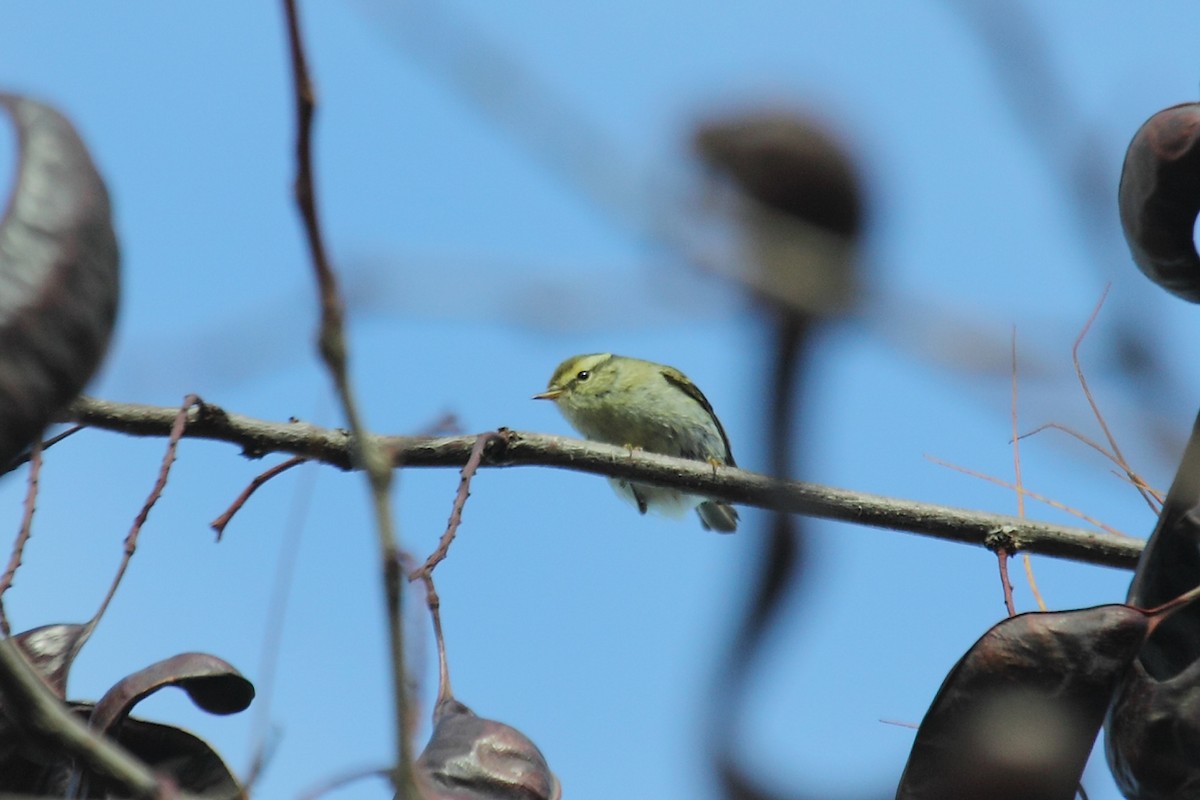 Yellow-browed Warbler - ML76141401