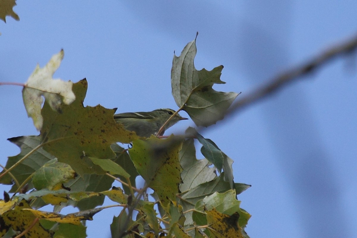 Yellow-browed Warbler - ML76141411