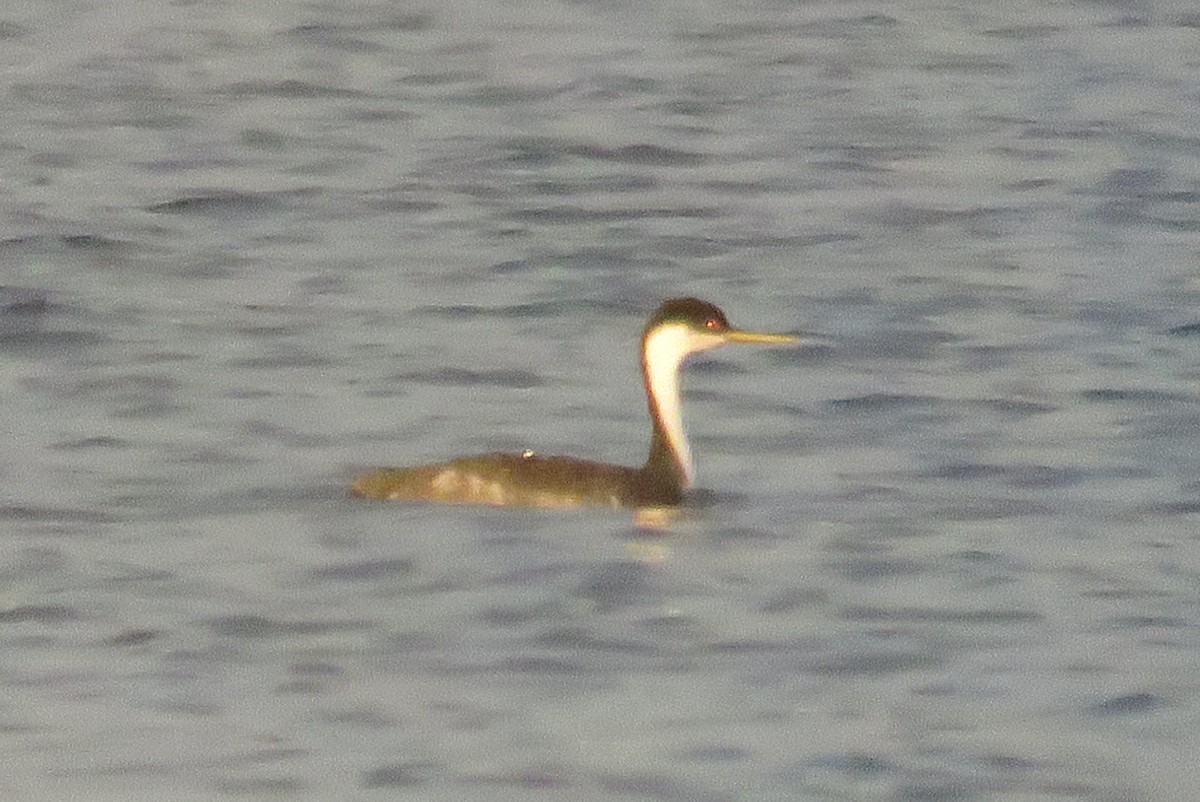 Western Grebe - ML76142841
