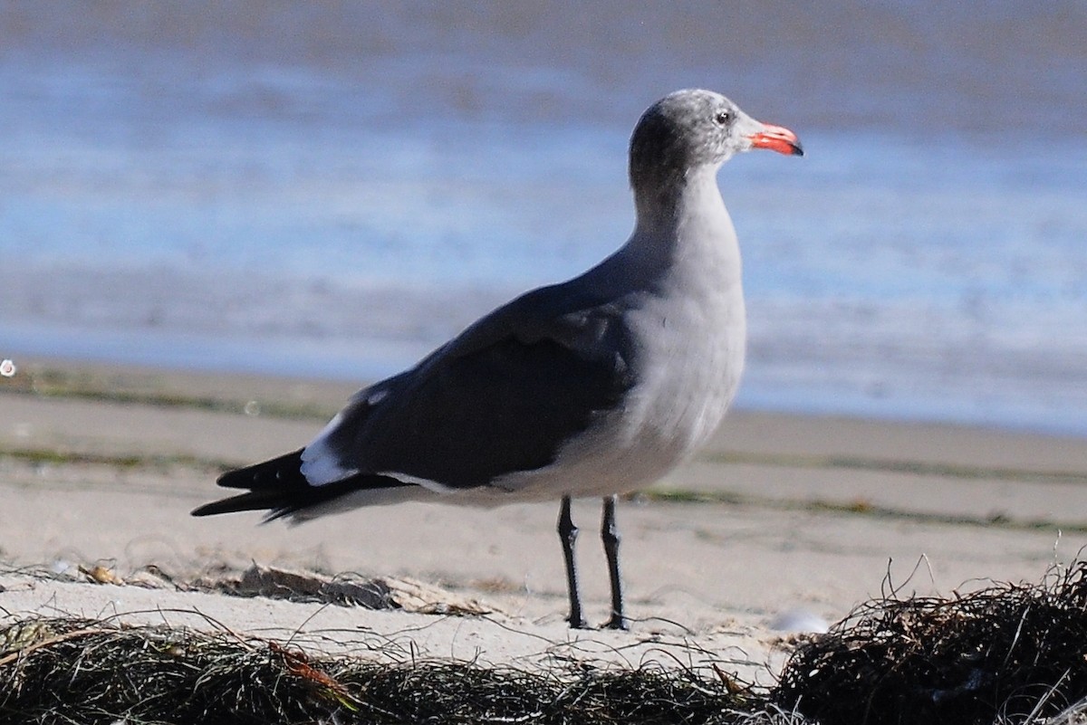 Heermann's Gull - John Doty