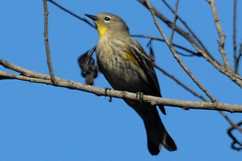 Yellow-rumped Warbler (Audubon's) - John Doty