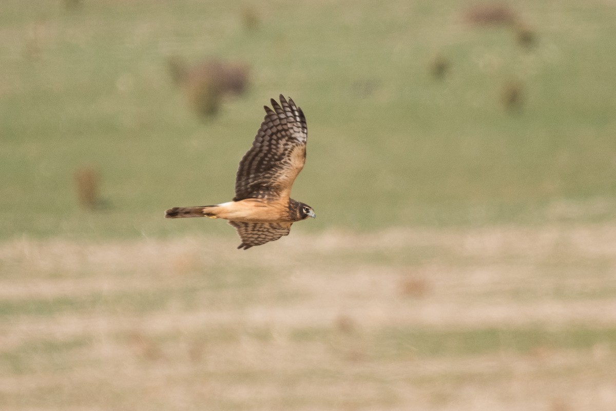 Northern Harrier - ML76144111