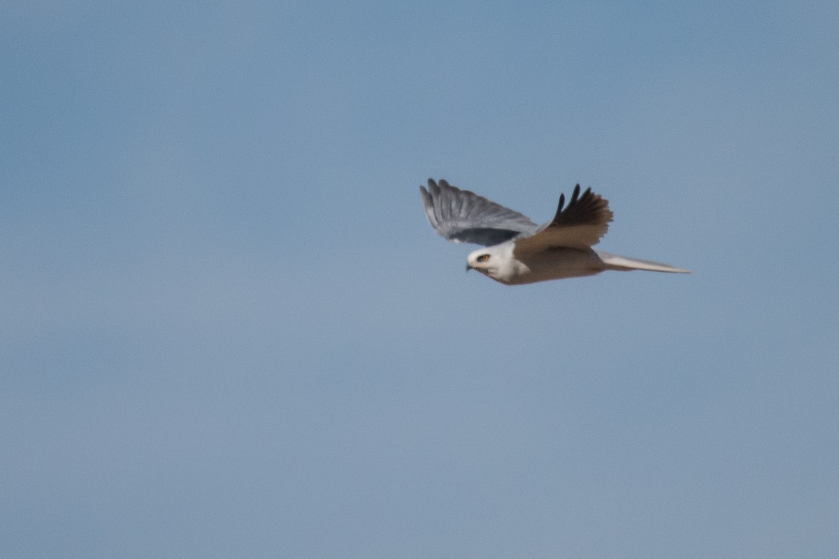 White-tailed Kite - ML76144141