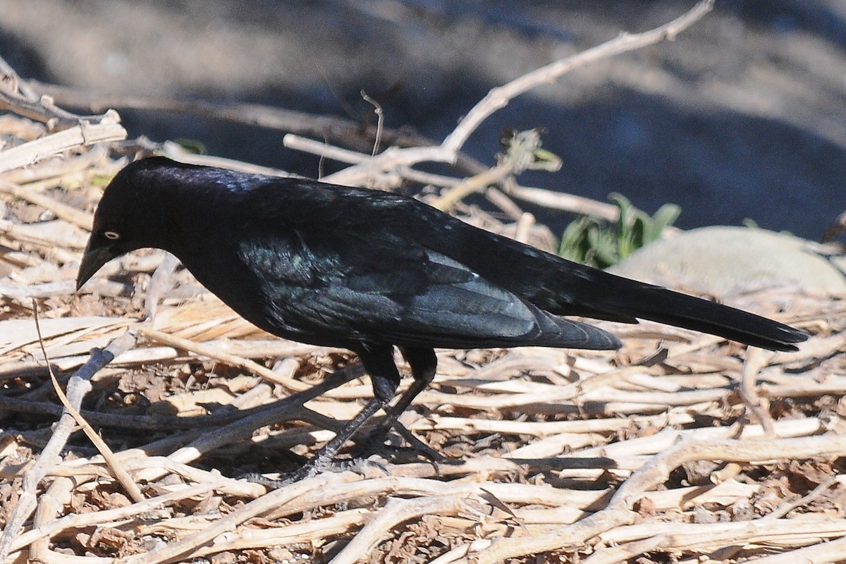 Brewer's Blackbird - ML76144241