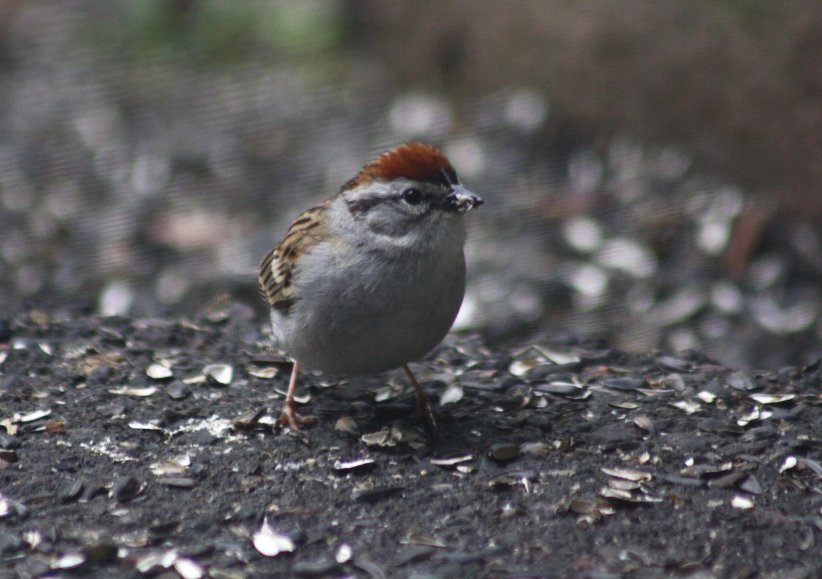 Chipping Sparrow - Sarah Toner