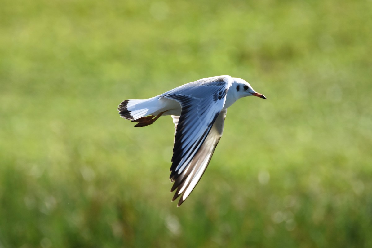 Mouette rieuse - ML76145611