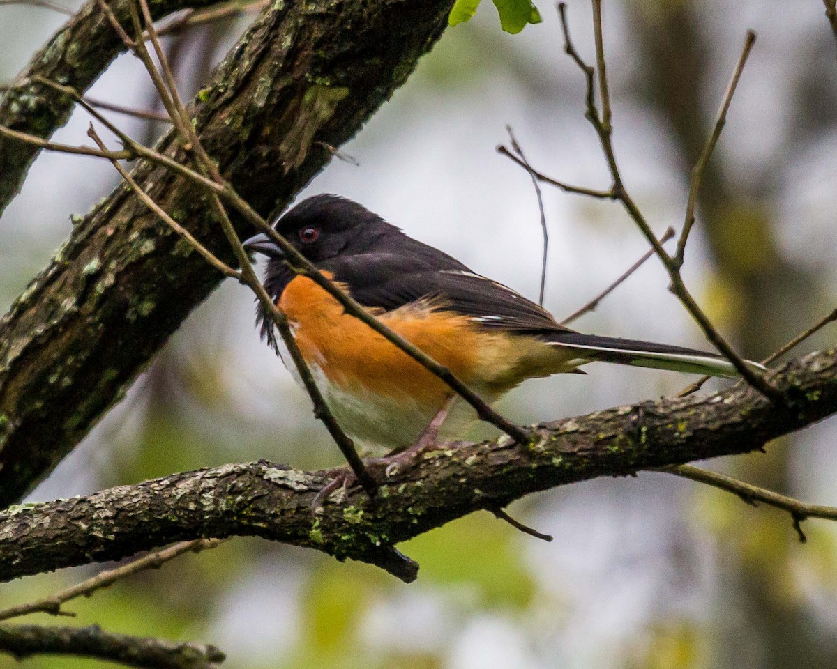 Eastern Towhee - ML76148051