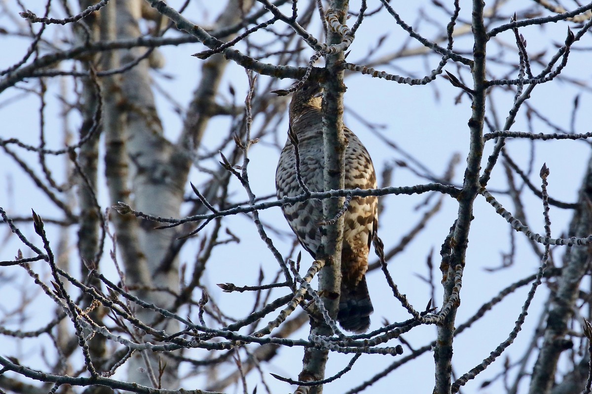 Ruffed Grouse - ML76148671