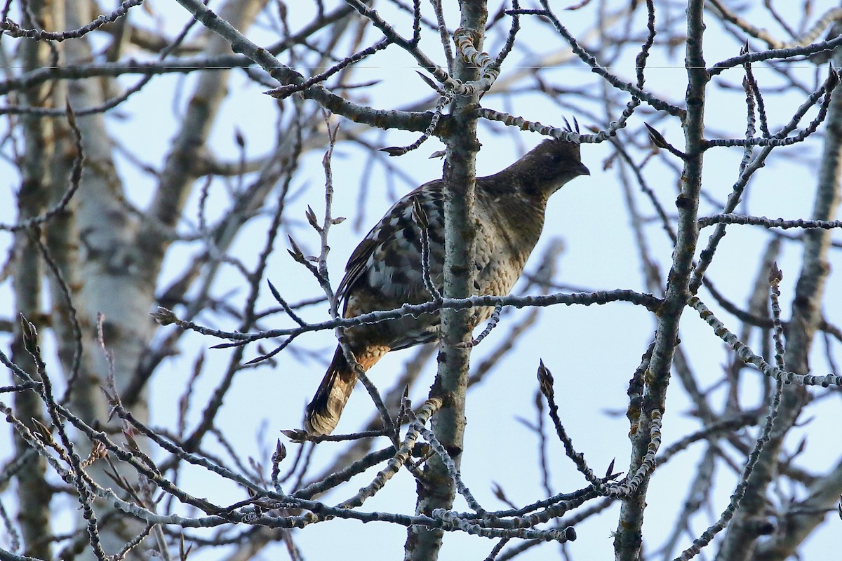 Ruffed Grouse - ML76148731