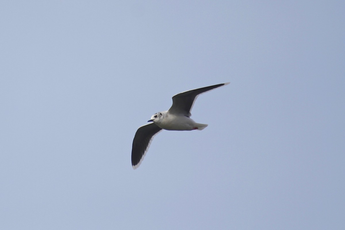 Little Gull - ML76148881