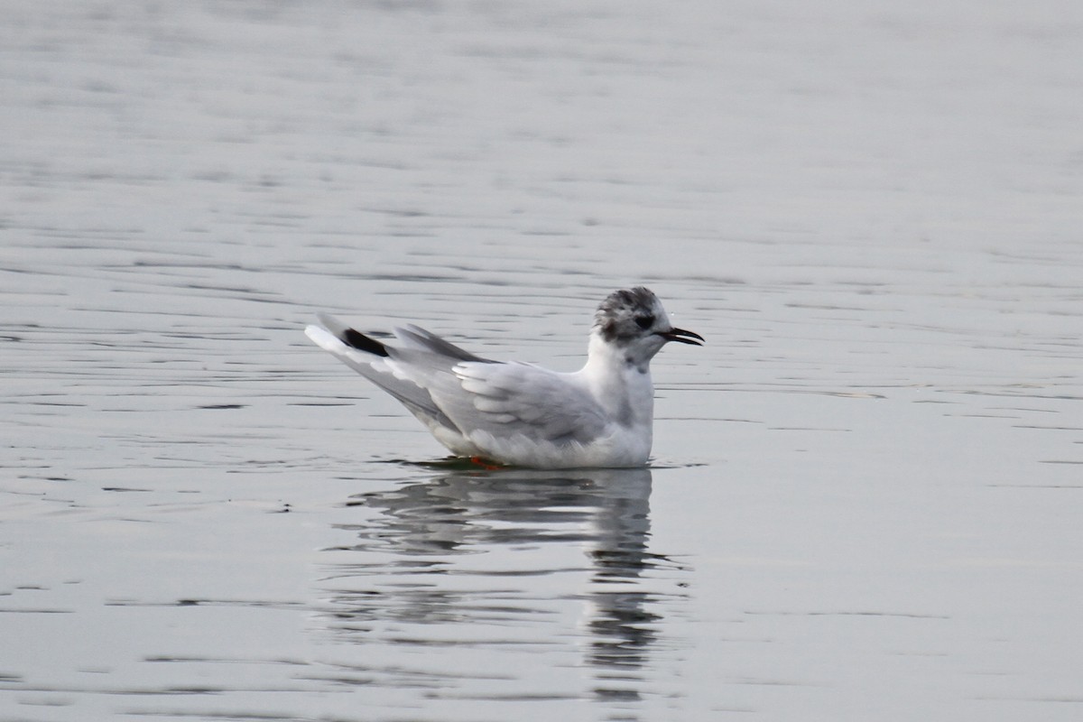 Little Gull - ML76149071