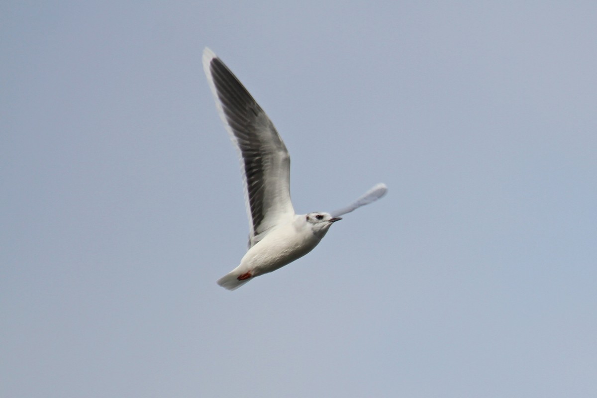 Little Gull - ML76149091