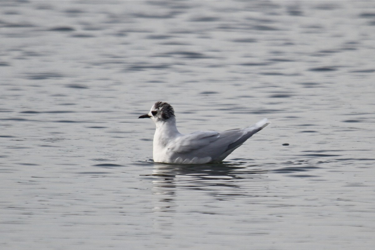 Little Gull - ML76149101