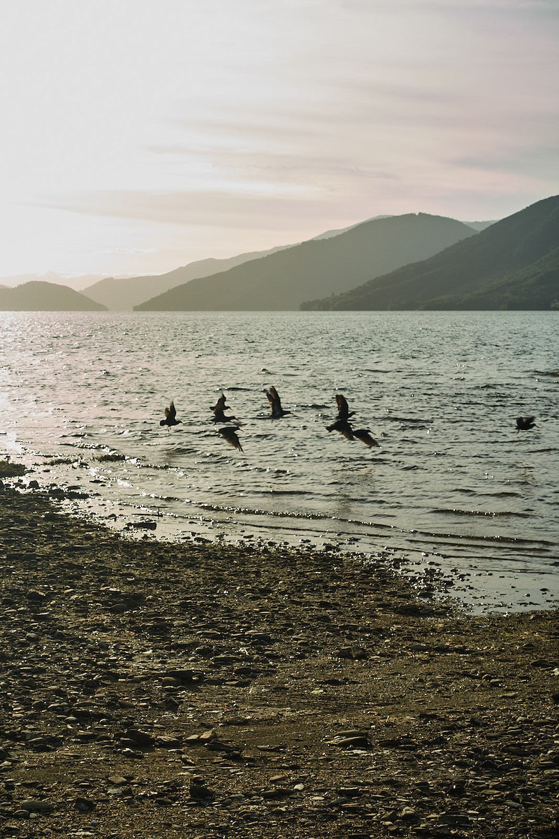 Variable Oystercatcher - ML76149341