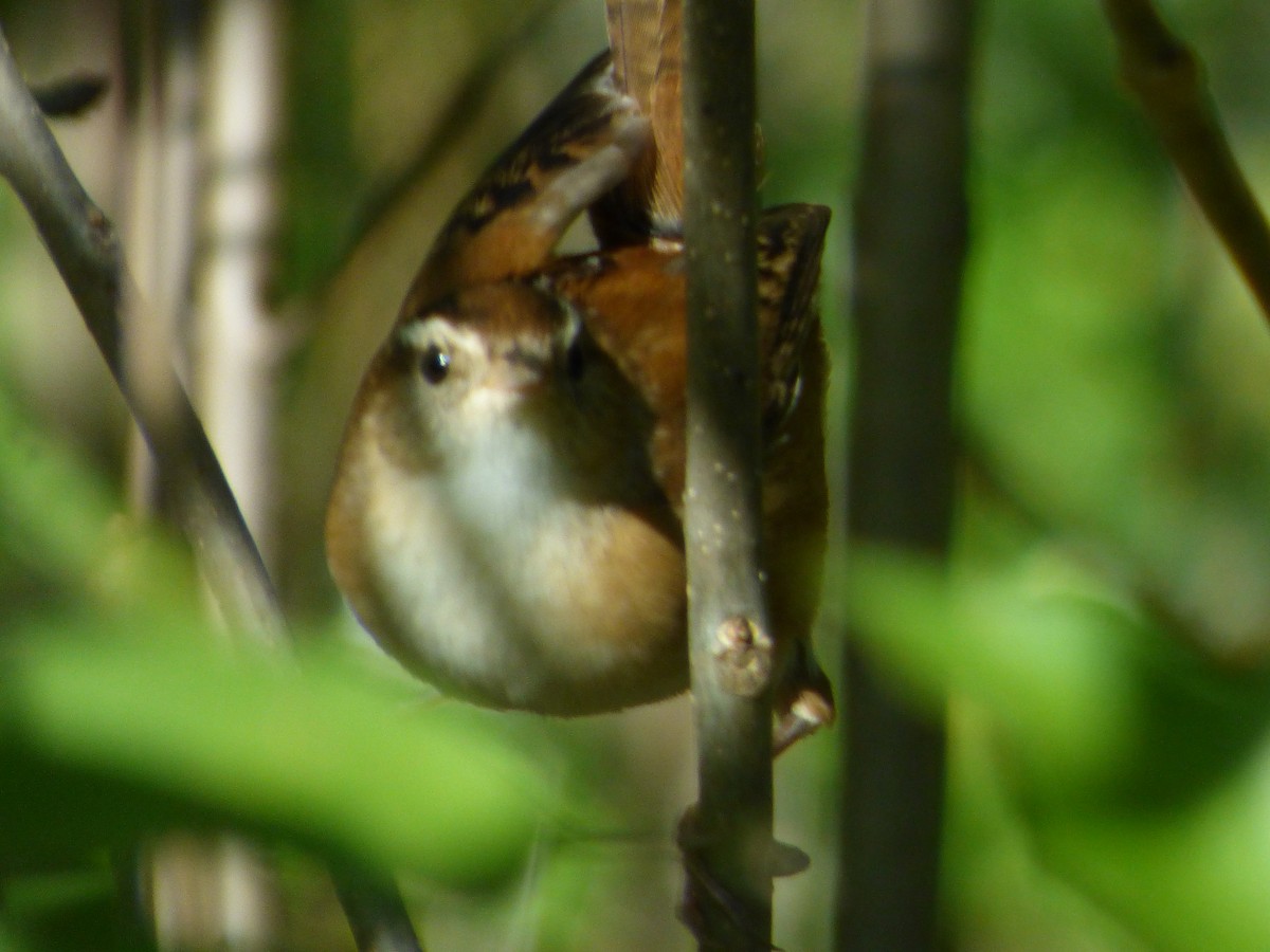 Marsh Wren - ML76151131