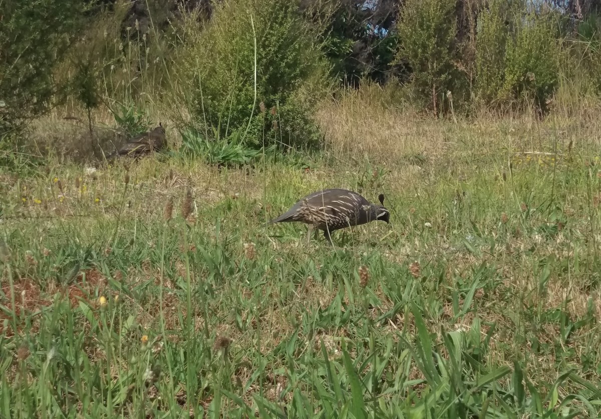 Galeper kaliforniarra - ML76151351