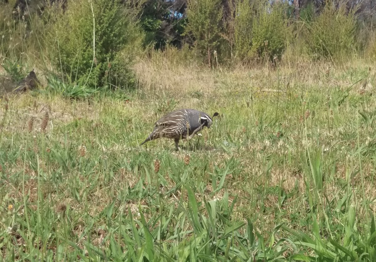 Galeper kaliforniarra - ML76151481