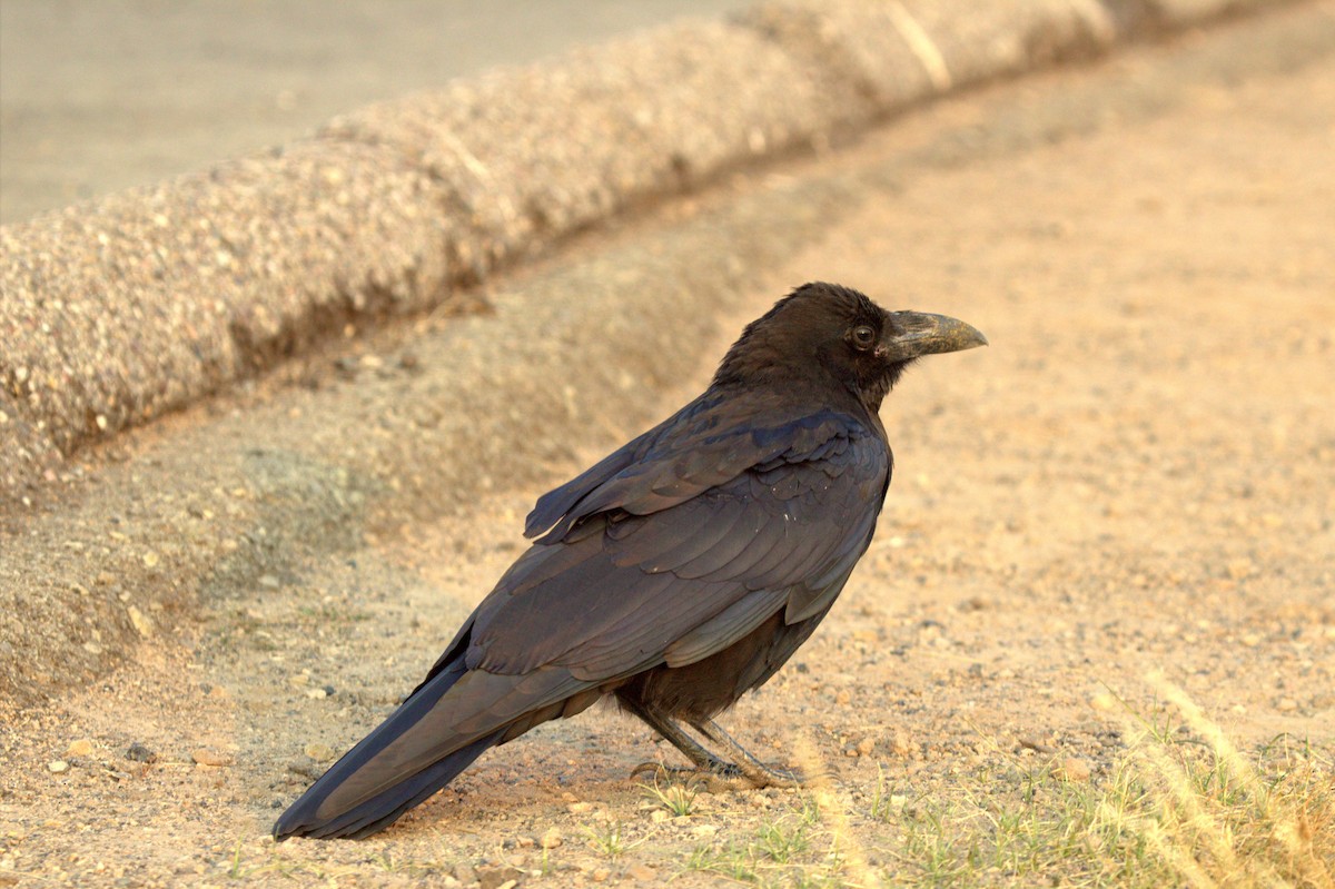 Common Raven - Tom Lally