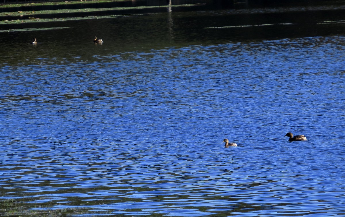 Pied-billed Grebe - Diane Drobka