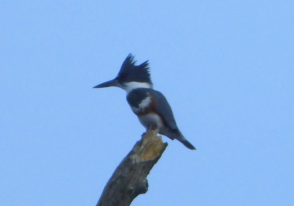 Belted Kingfisher - ML76152741