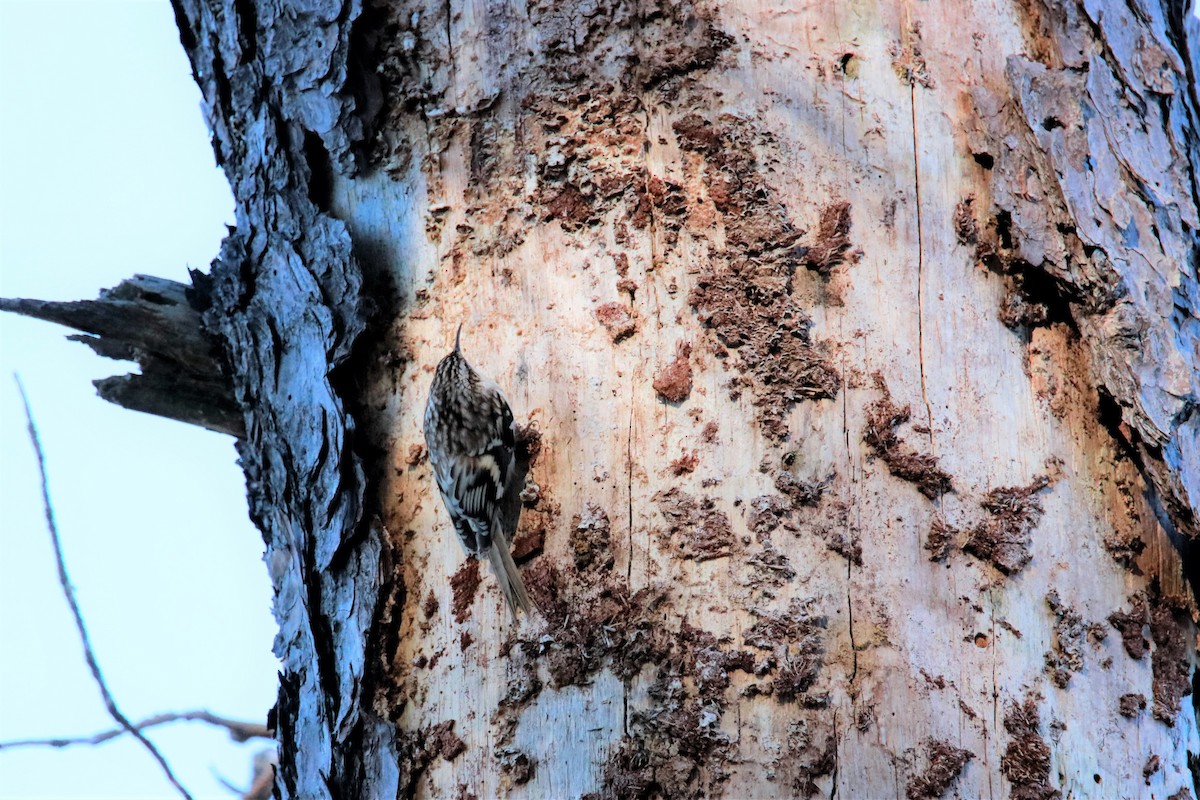 Brown Creeper - ML76153091