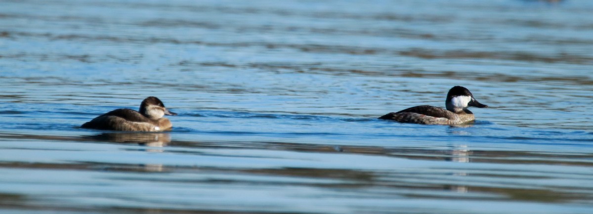 Ruddy Duck - Mary Erickson