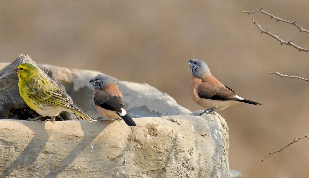 Gray-headed Silverbill - ML76153551