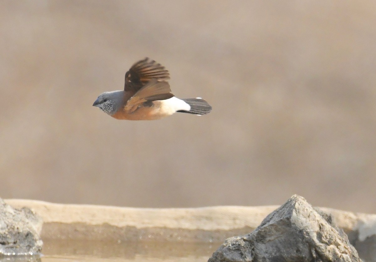 Gray-headed Silverbill - ML76153601