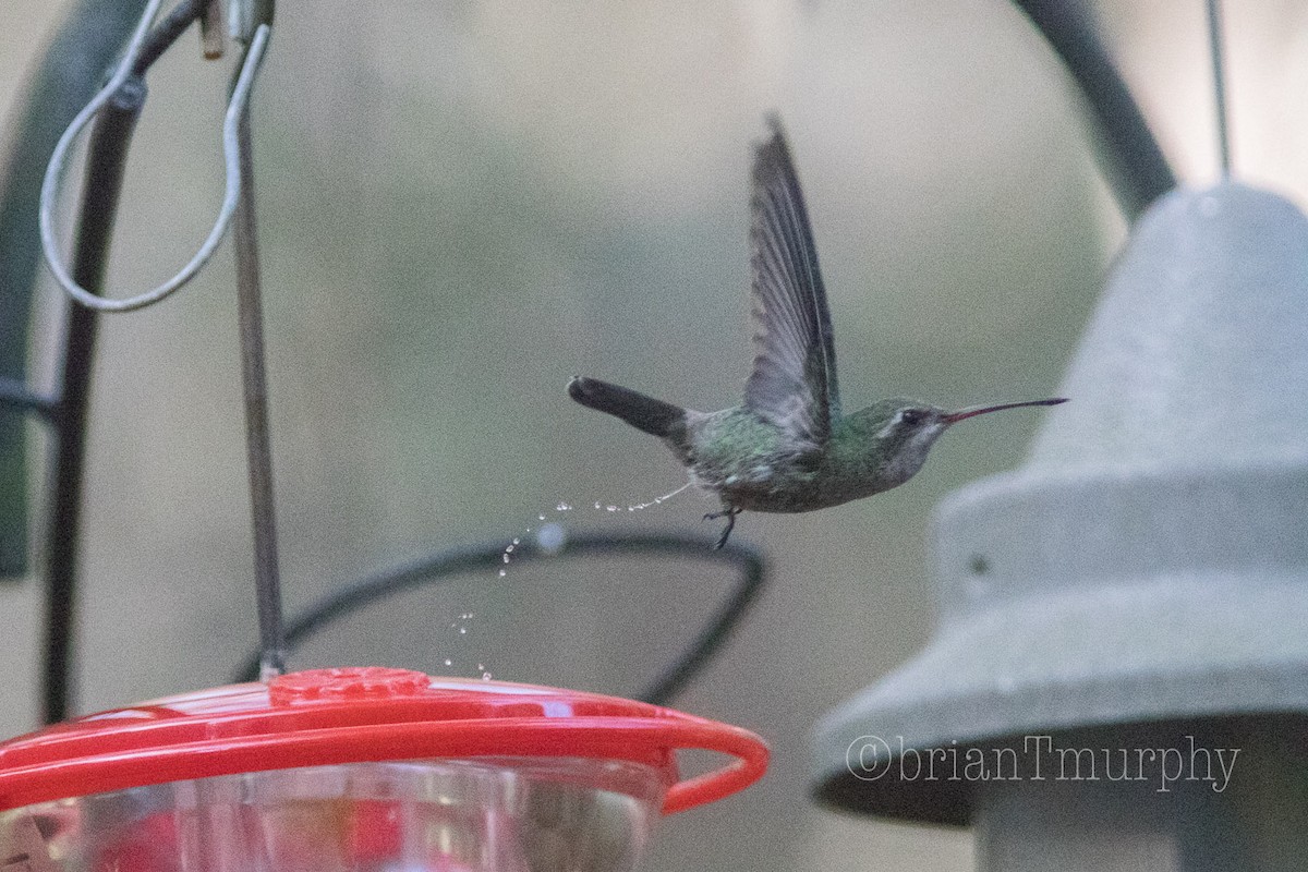 Colibrí Piquiancho Común - ML76154431