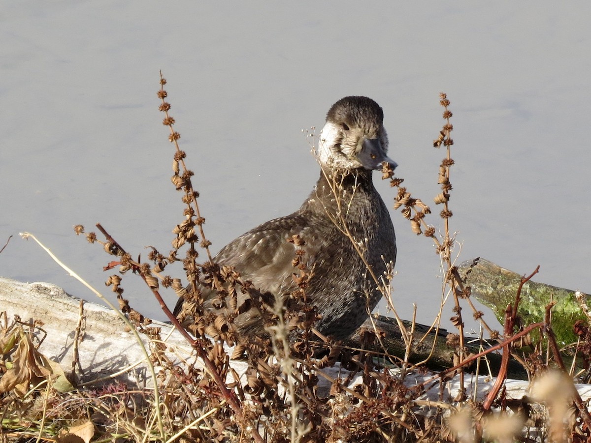 Black Scoter - ML76154771