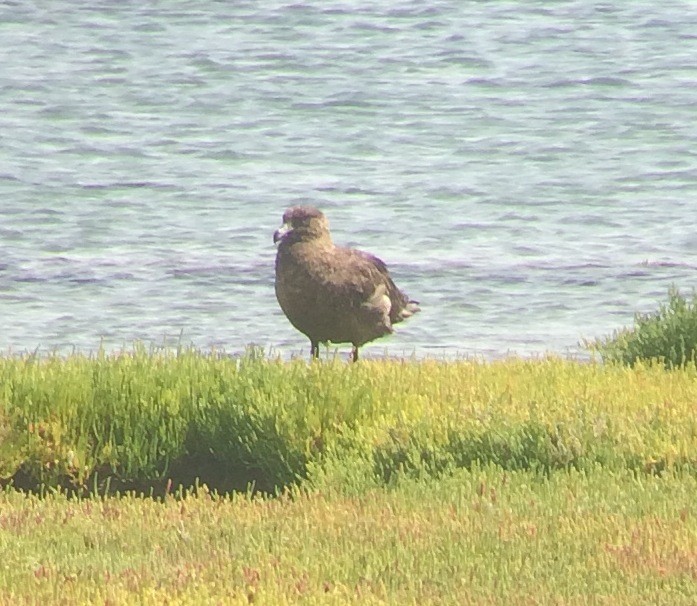 Chilean Skua - ML76154821