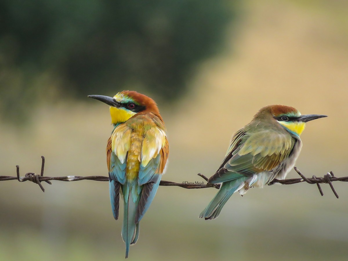 European Bee-eater - Dorna Mojab