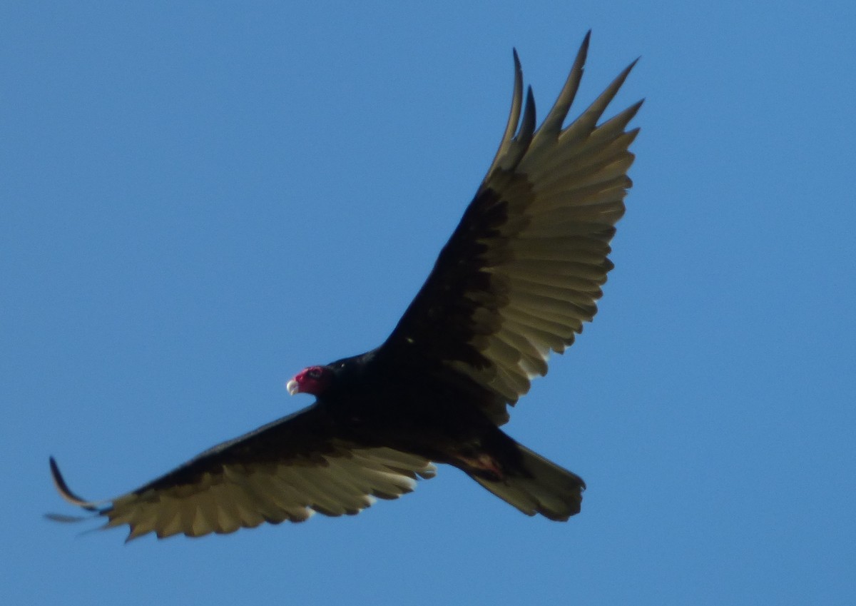 Turkey Vulture - ML76156281