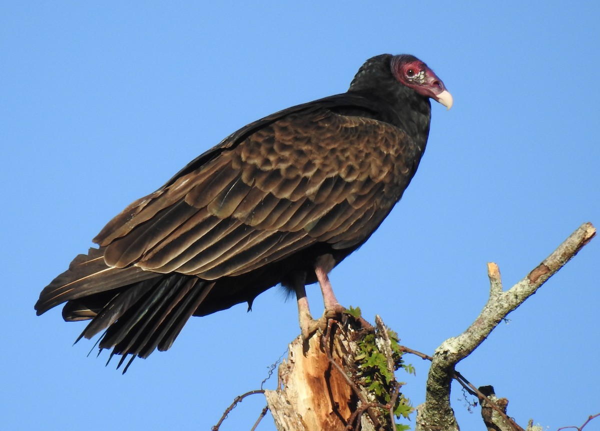 Turkey Vulture - ML76157231
