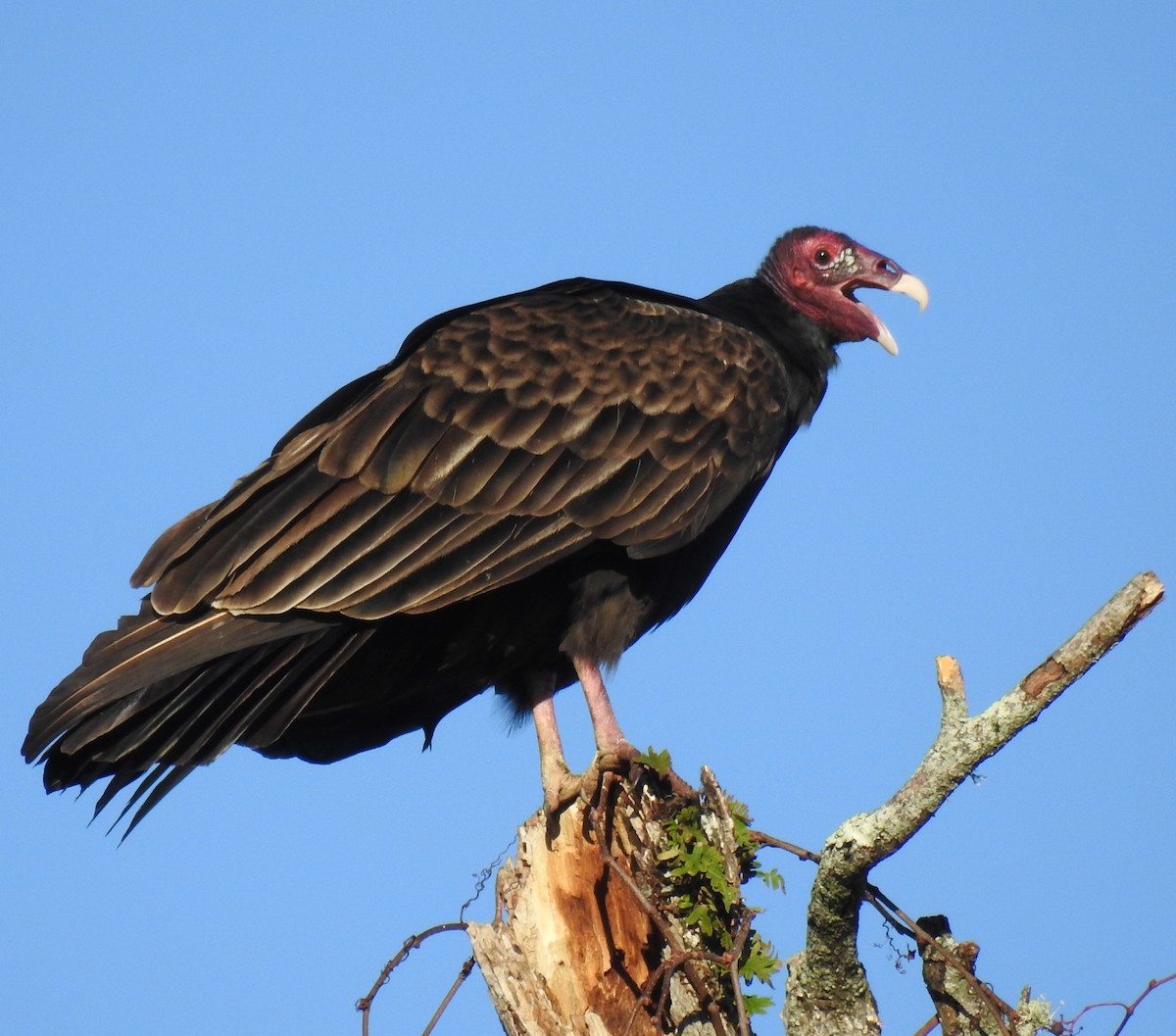 Turkey Vulture - ML76157521