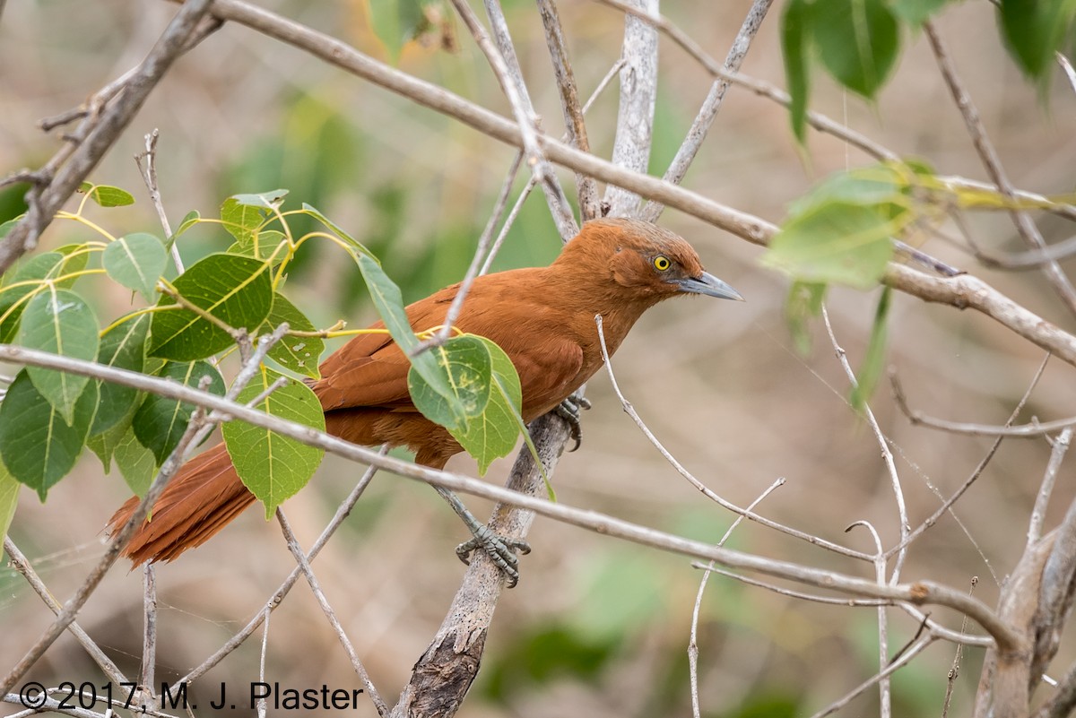 Rufous Cacholote - ML76158591